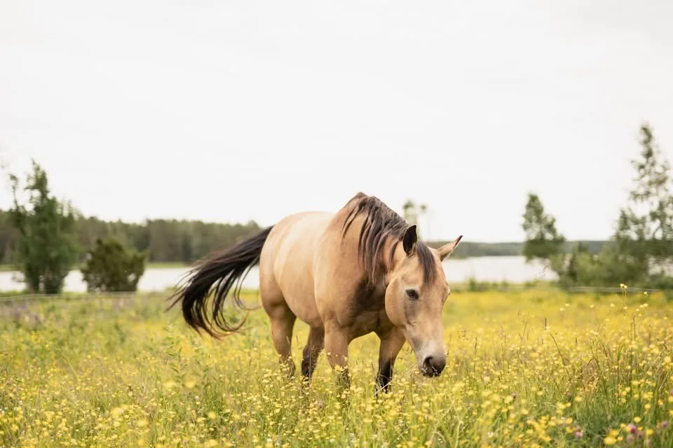 Häst på Ulvsby Ranch